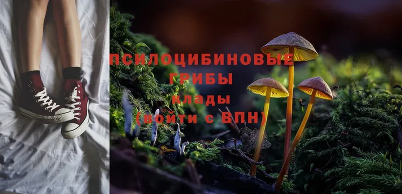 Галлюциногенные грибы Magic Shrooms  KRAKEN как зайти  Дальнегорск  наркошоп 